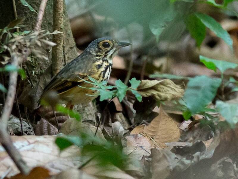 Pitta formicara di Alta Floresta