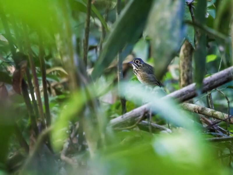 Pitta formicara di Alta Floresta, Foto 2