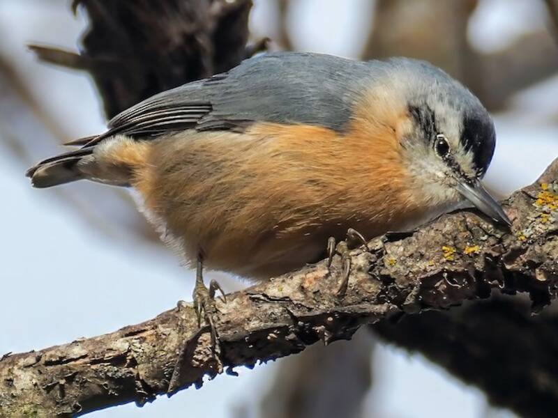 Algerian Nuthatch (Sitta ledanti)