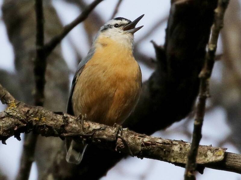 Algerian Nuthatch, Photos 3