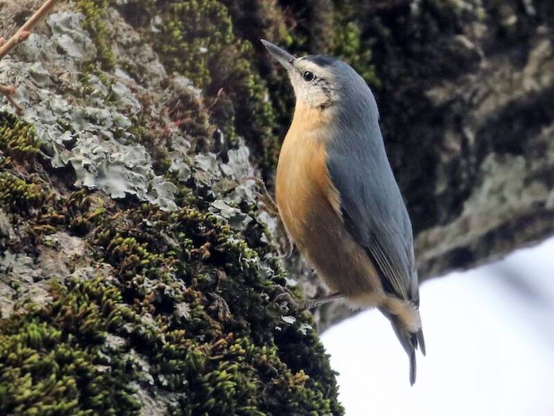 Algerian Nuthatch, Photos 2