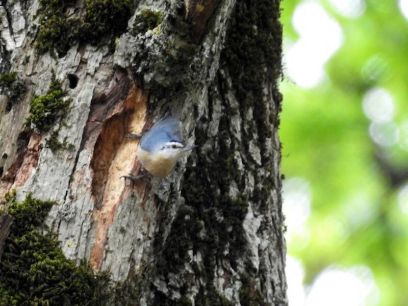 Algerian Nuthatch, Photos 4