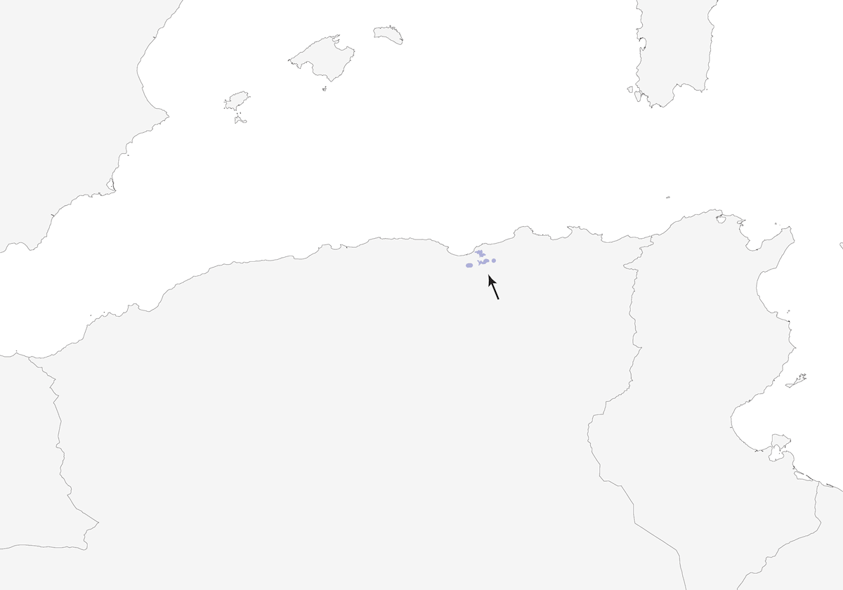 Algerian Nuthatch, Distribution 1