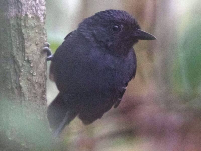 Uccello formichiere di Allpahuayo, Foto 2