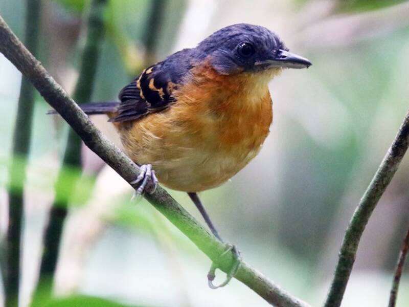 Fourmilier d'Allpahuayo
