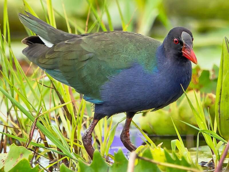Gallinule d'Allen, Photos 2