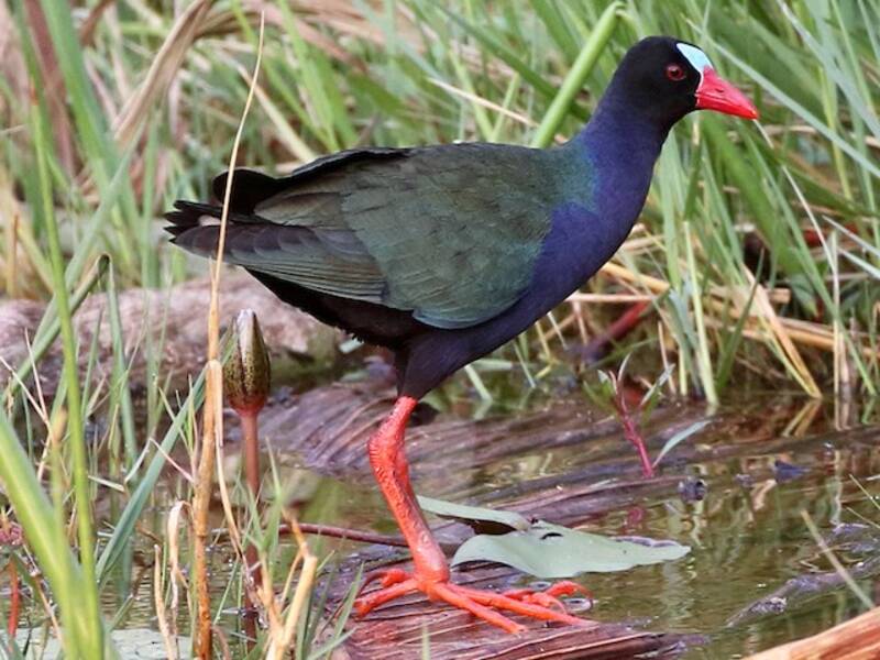 Gallinule d'Allen