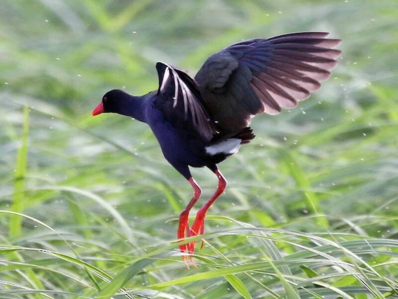 Gallinule d'Allen, Photos 3