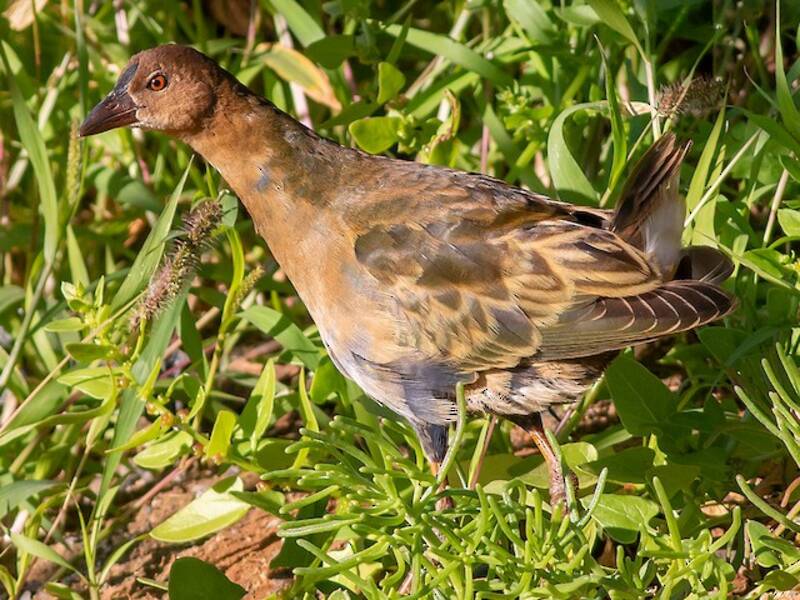 Gallinule d'Allen, Photos 4