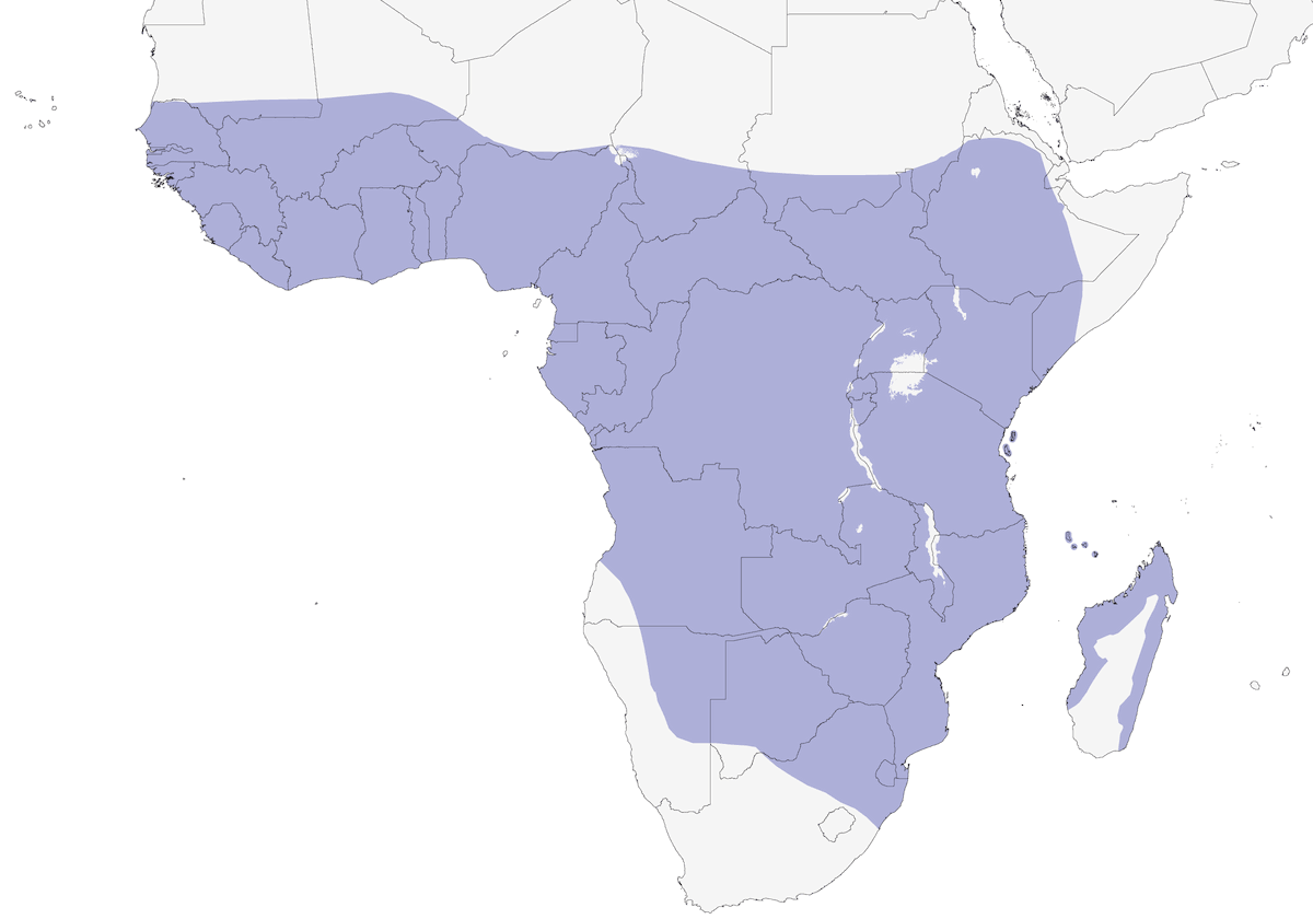 Gallinule d'Allen, Distribution 1