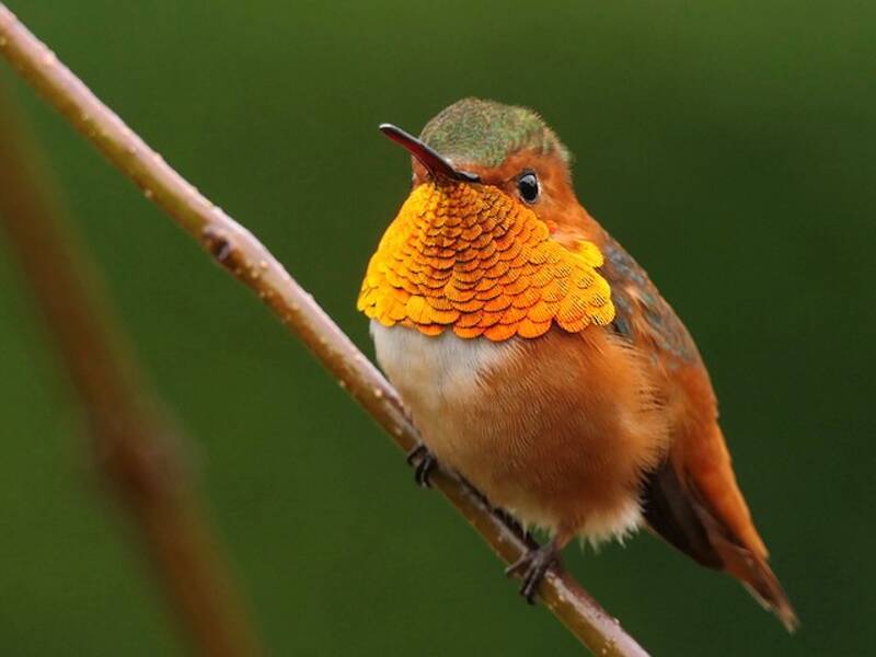 Colibri d'Allen, Photos 2