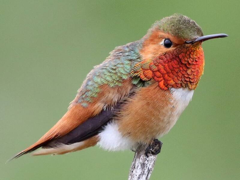 Colibri d'Allen, Photos 4