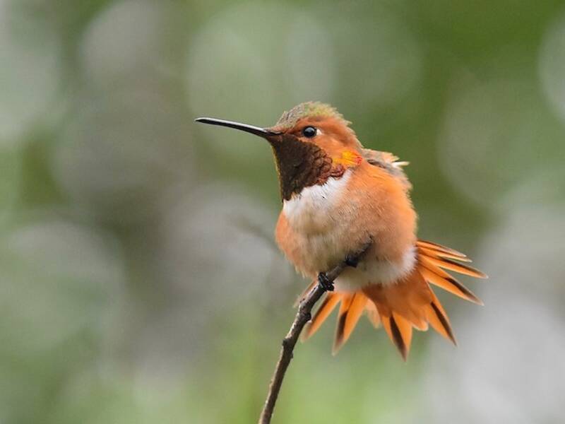 Colibri d'Allen, Photos 3