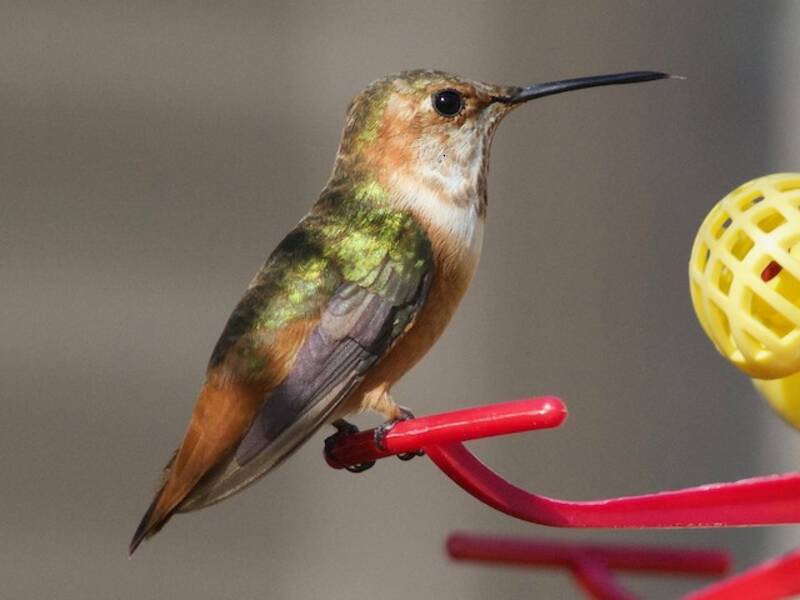 Colibrì di Allen