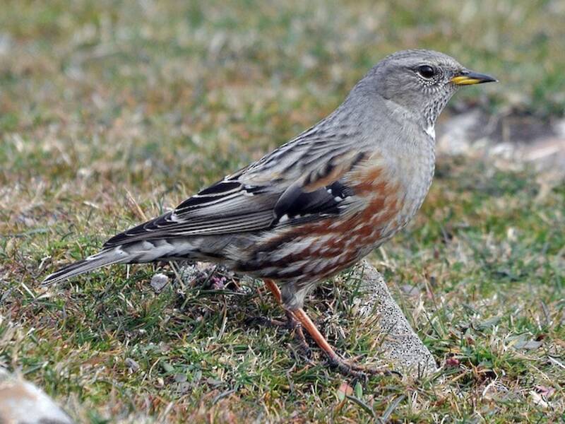 Alpine Accentor, Photos 3