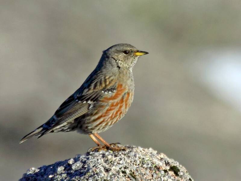 Alpine Accentor, Photos 4