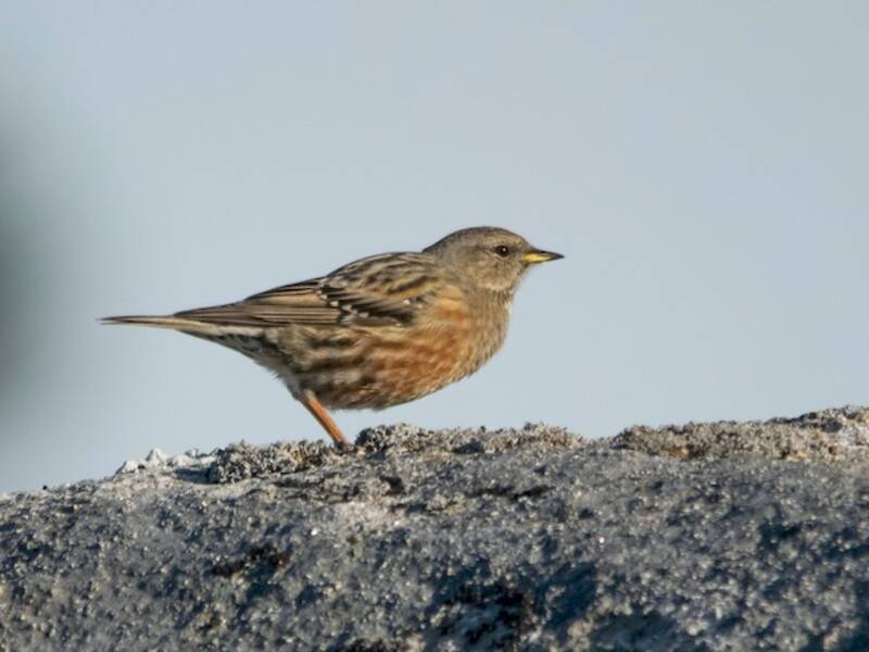 Alpine Accentor, Photos 2