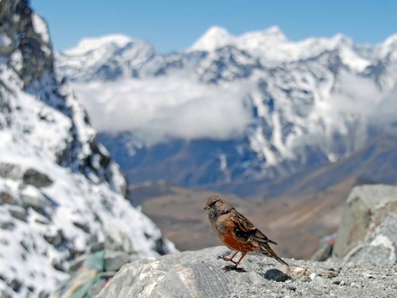Alpine Accentor, Photos 1