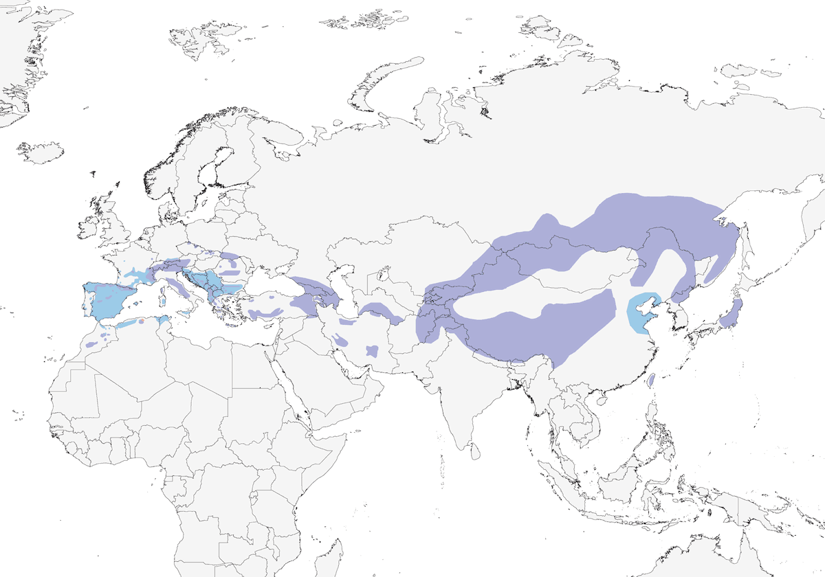 Alpine Accentor, Distribution 1
