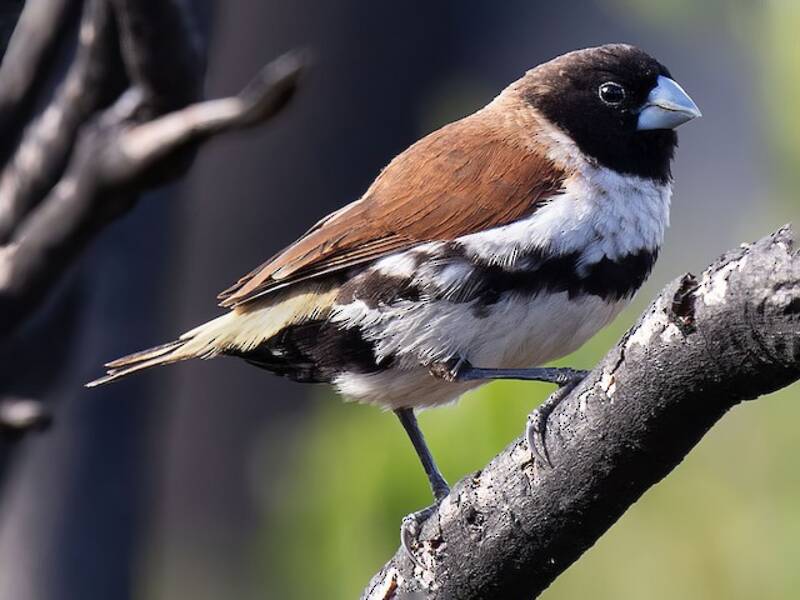 Munia alpina, Foto 4