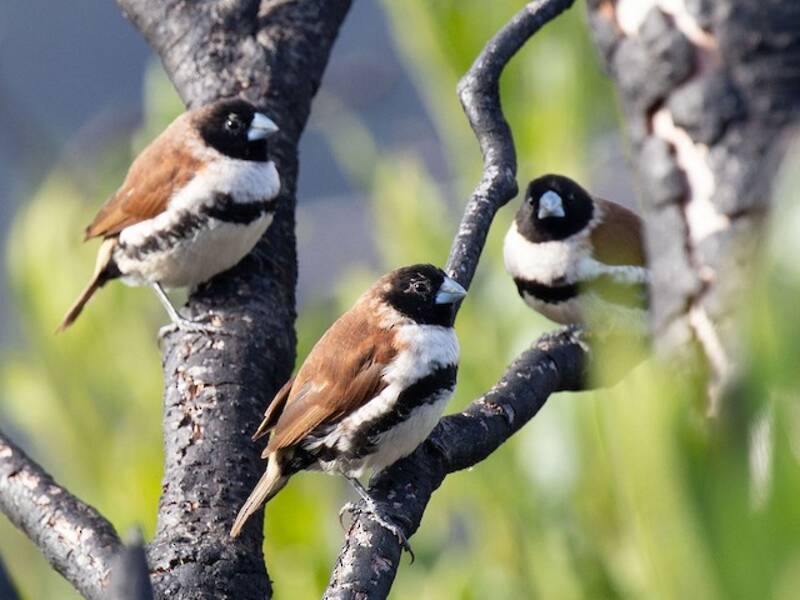 Munia alpina, Foto 3