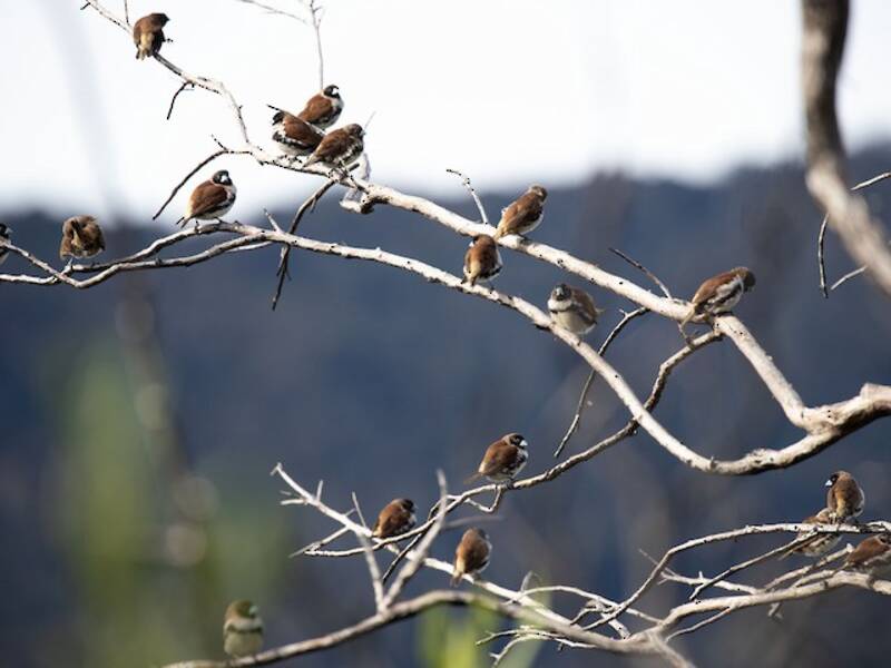 Munia alpina, Foto 2