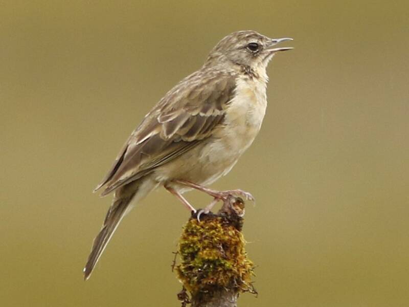Alpine Pipit, 照片 3