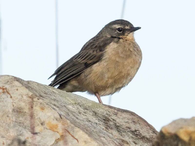Alpine Pipit, 照片 4