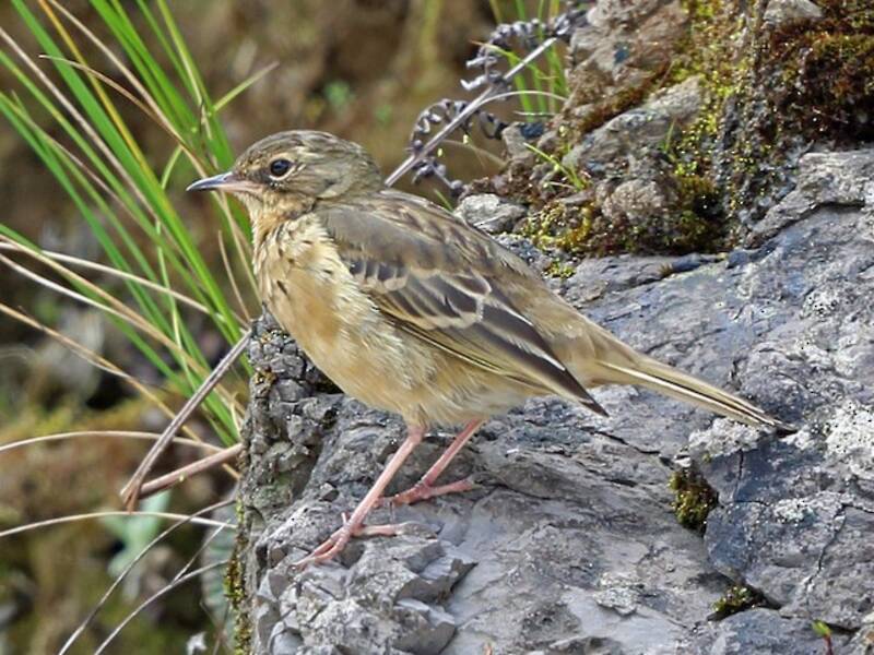 Alpine Pipit, 照片 2
