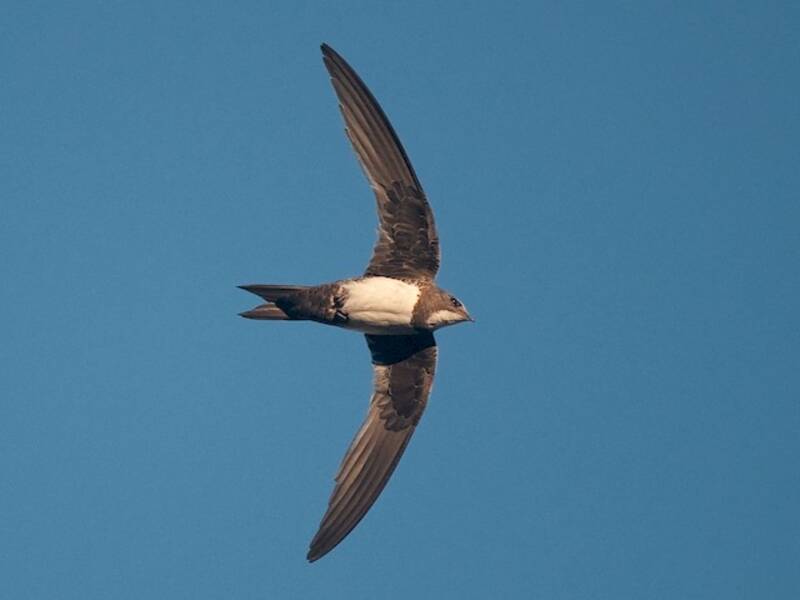 Alpine Swift, Photos 2
