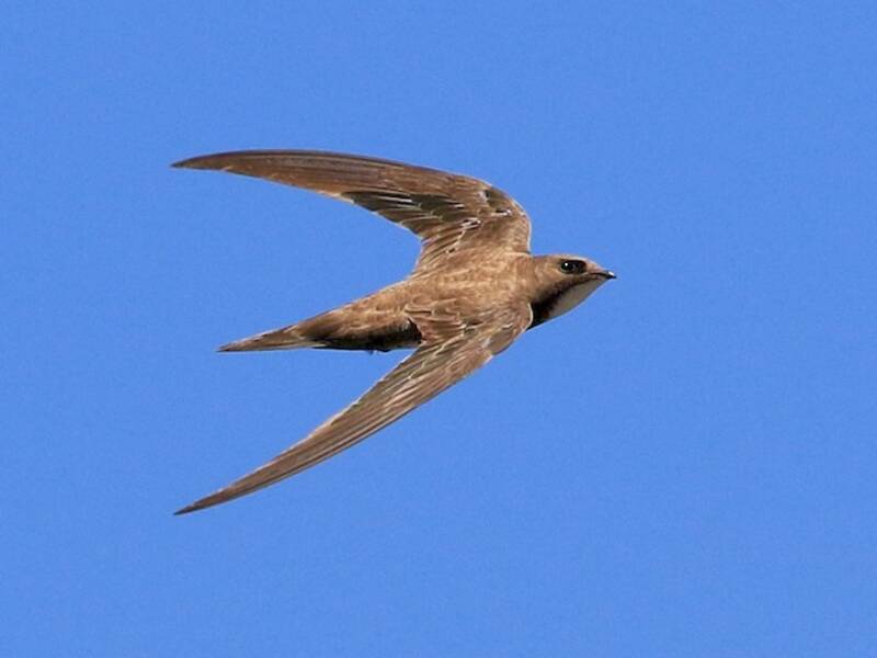 Alpine Swift, Photos 3