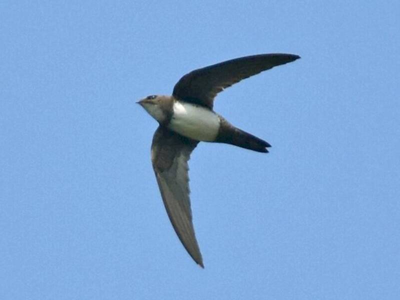 Alpine Swift, Photos 4