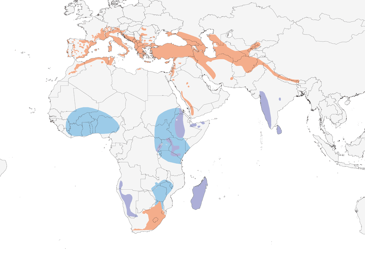 Alpine Swift, Distribution 1
