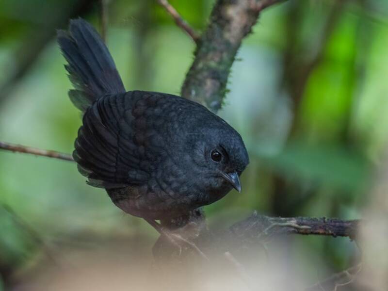 Tapaculo de Tatama, Photos 4