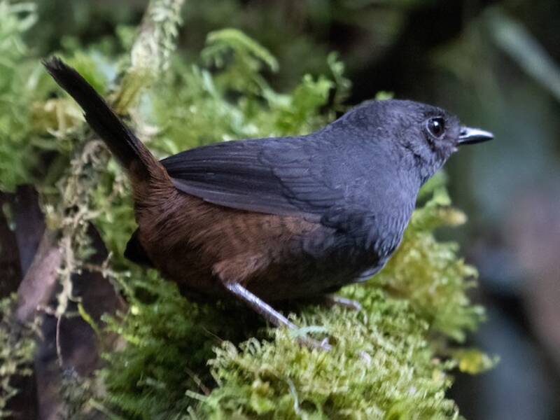 Tapaculo de Tatama, Photos 3