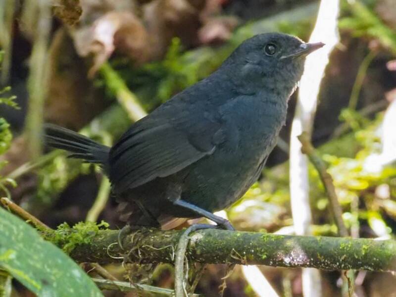 Tapaculo de Tatama, Photos 2