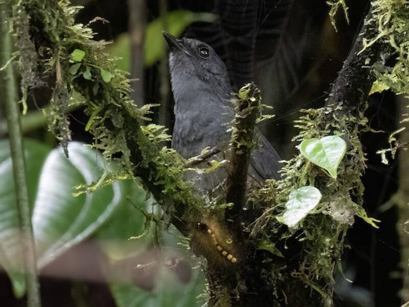 Tatama-Tapaculo
