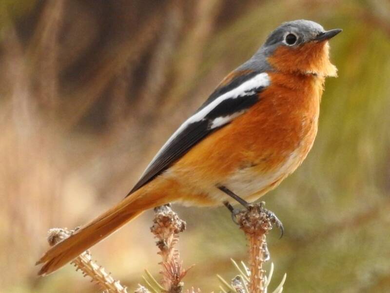 Ala Shan Redstart, Photos 4