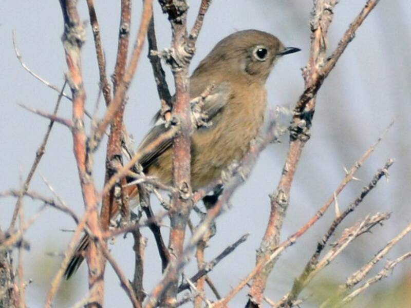 Ala Shan Redstart, Photos 2
