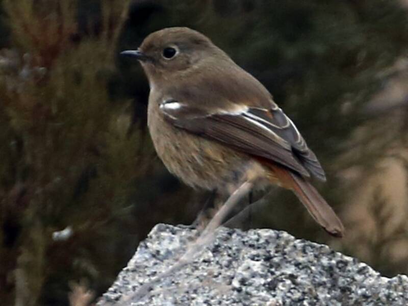 Ala Shan Redstart, Photos 3