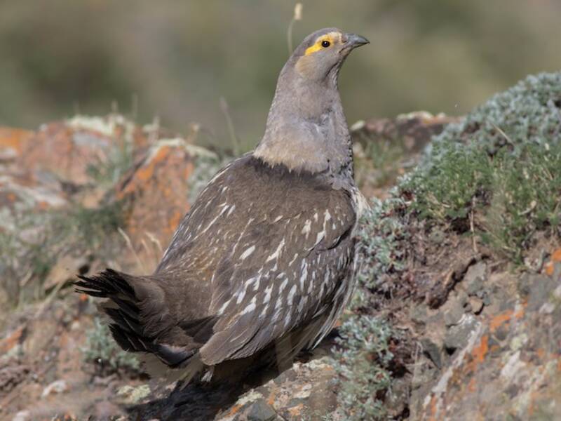Tetraogallo del Altái