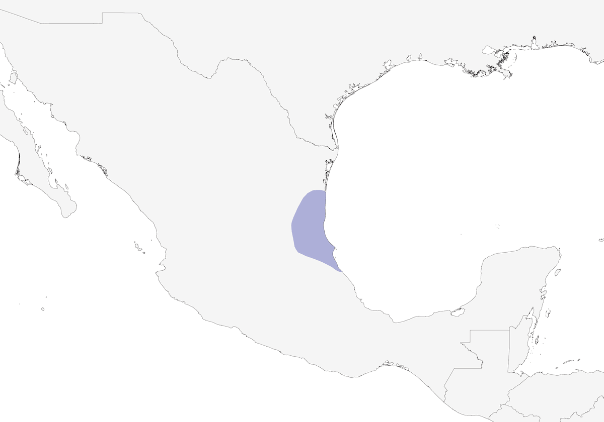 Mascarita de Altamira, Distribución 1