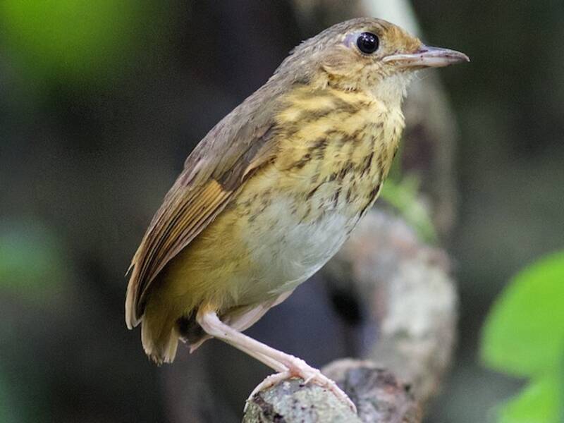Pittasoma amazzonico