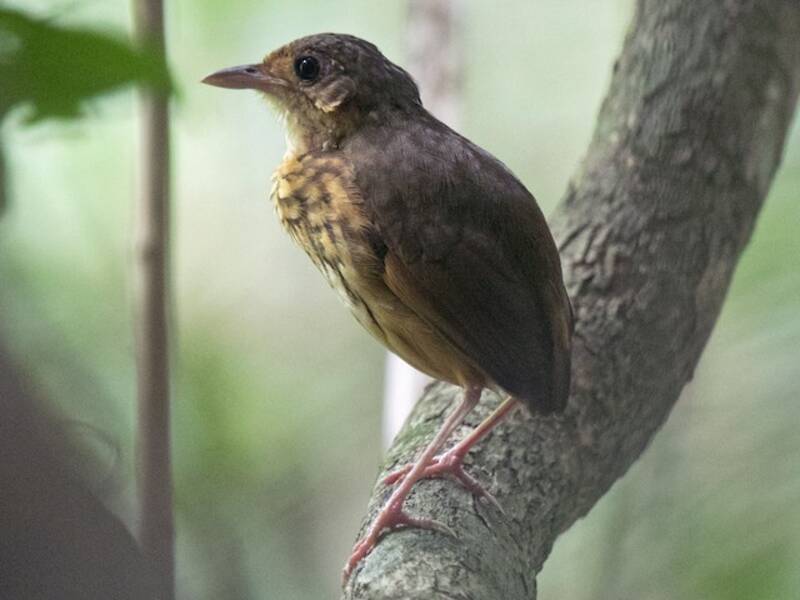 Amazonian Antpitta, Photos 2