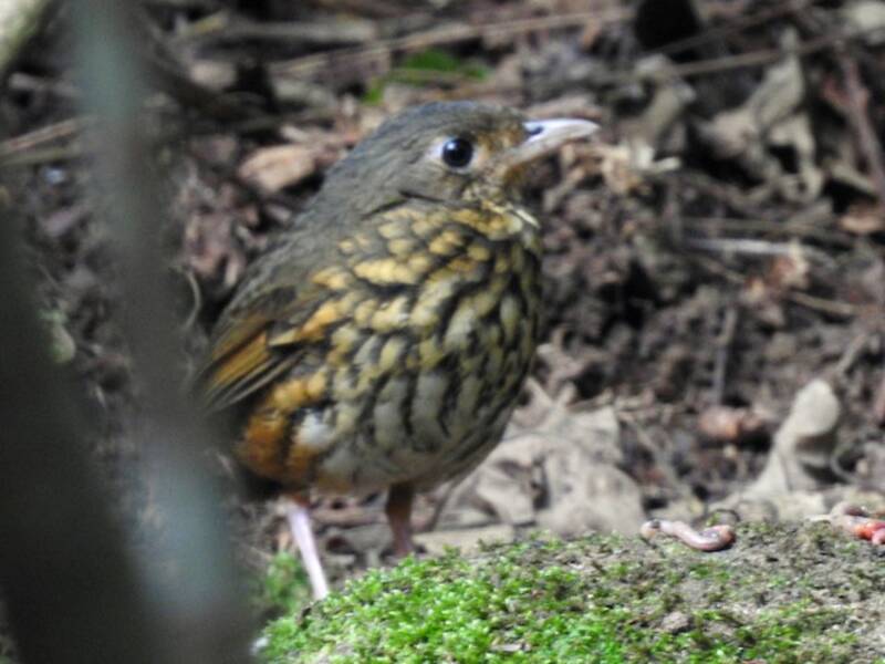 Amazonian Antpitta, Photos 3