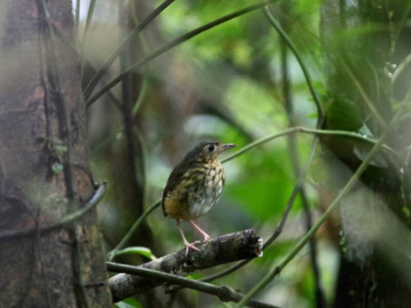 Amazonian Antpitta, Photos 4