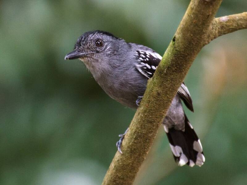 Averla formichiera amazzonica, Foto 4