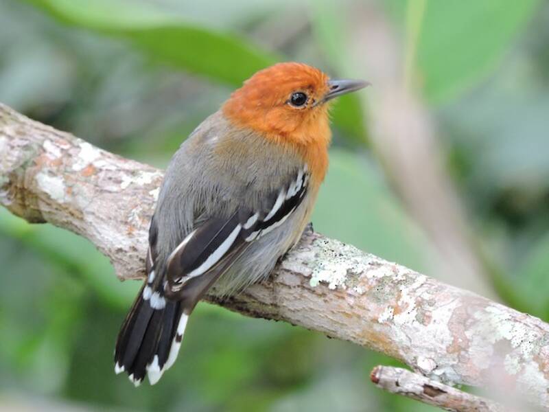Amazonian Antshrike (Thamnophilus amazonicus)