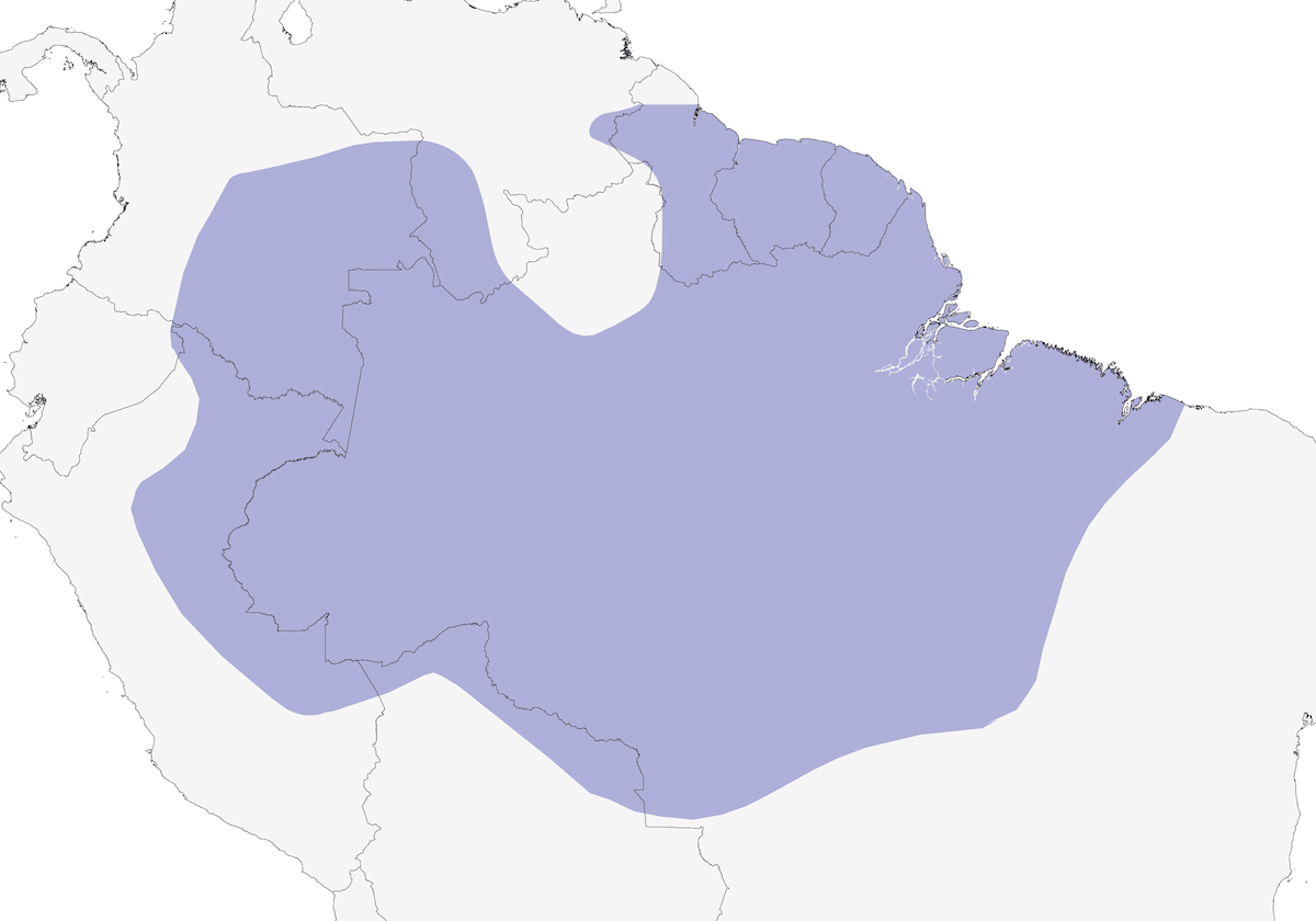 Averla formichiera amazzonica, Distribuzione 1