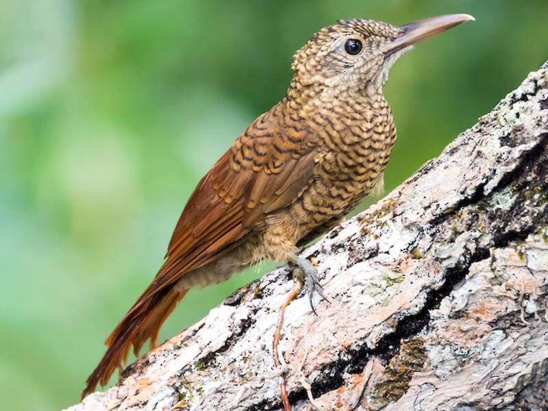 Amazonian Barred-Woodcreeper, Photos 3
